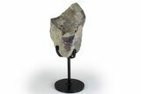 Fossil Theropod Vertebra Section w/ Metal Stand - Colorado #383254-1